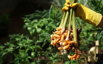 Ľudská ruka v žltej gumovej rukavici drží zväzok čerstvo nazbieraných koreňov kurkumy.