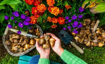 Ženské ruky držiace sadenice cibulovín, ktoré sa chystá zasadiť do záhonu. Vedľa nej je záhradná lopatka s drevenou rúčkou a prútené košíky s ďalšími sadenicami cibuľovín.