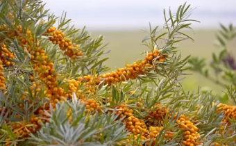 Rakytník rešetliakový odfotografovaný vo voľnej prírode. Krík je z veľkej časti pokrytý zrelými oranžovými plodmi.