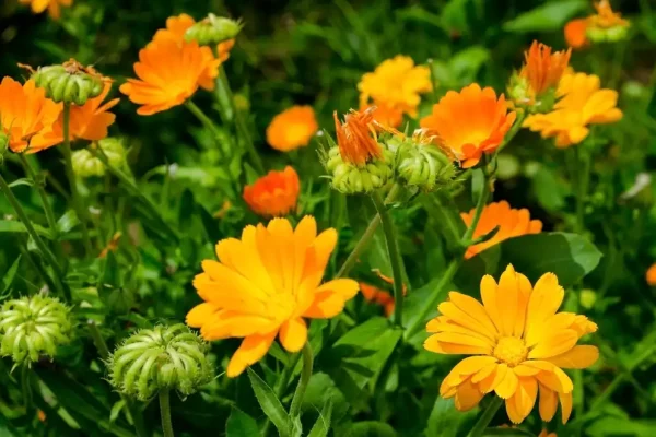 Nechtík lekársky, mocná bylina a ochranca vašej záhrady