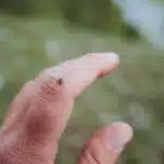 Ako vybrať kliešťa