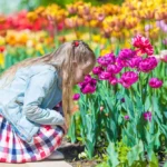 Pestovanie tulipánov: Kedy zasadiť tulipány a ako sa o ne starať?