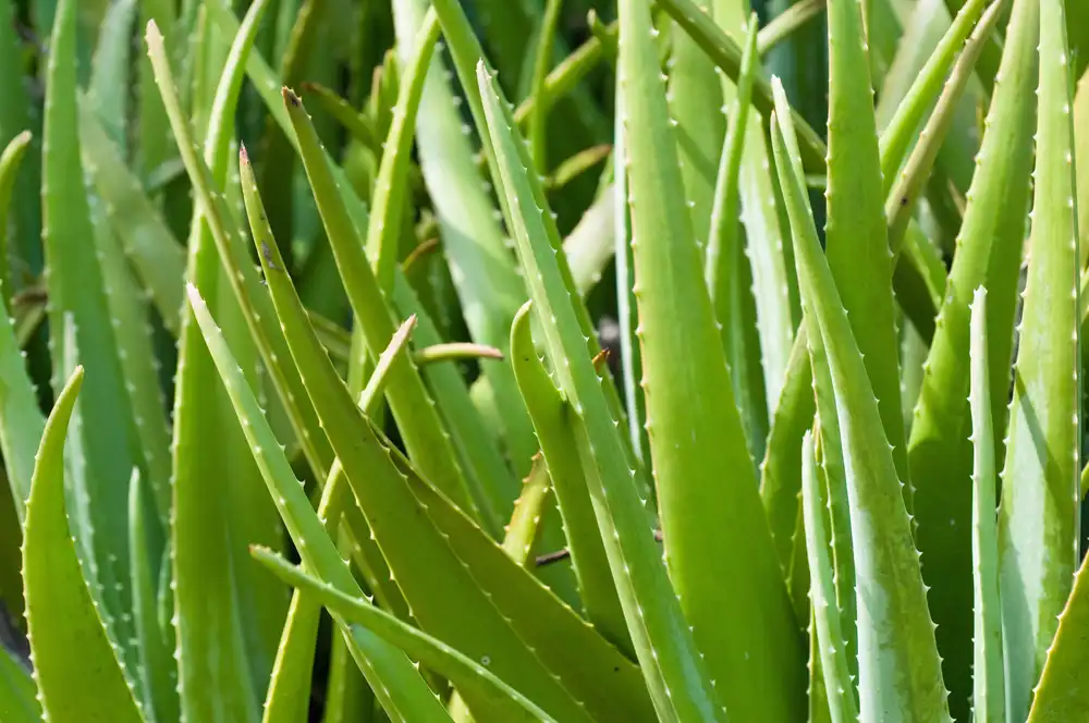 Detail listov aloe vera s typickými zúbkatými okrajmi – liečivá sukulentná rastlina vhodná na domáce pestovanie.
