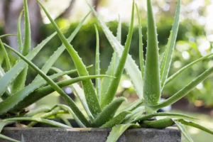 Aloe vera – pestovanie, rozmnožovanie, polievanie a starostlivosť