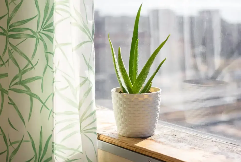 Aloe vera v kvetináči na parapete pri okne – ideálne podmienky na pestovanie tejto nenáročnej izbovej rastliny.