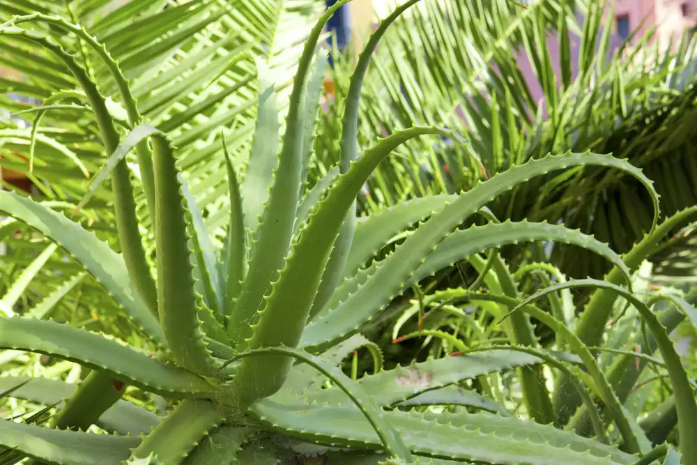 Rastlina aloe vera s dužinatými listami rastúca v záhrade – ukážka zdravého pestovania aloe vera.